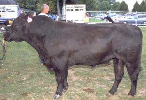 Angus Cattle Characteristics, Origin, Uses Info