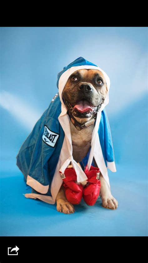 Boxer dog costume- cutest cliche ever!! | Dog halloween costumes, Dog ...