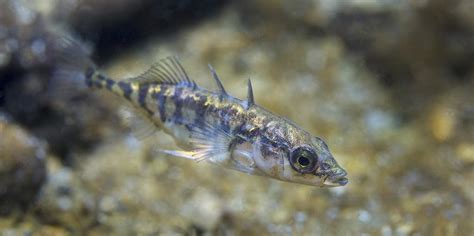 Freshwater fish Three spined stickleback (Gasterosteus aculeatus - Scope