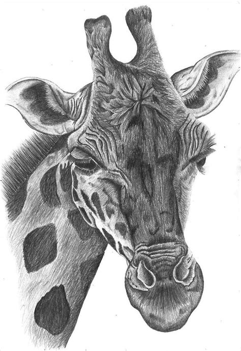 how to draw giraffe head How to draw giraffes : drawing tutorials ...