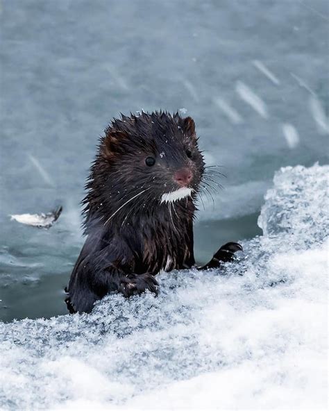 Photographer Captures Enchanting Photos of Finland’s Forest Animals