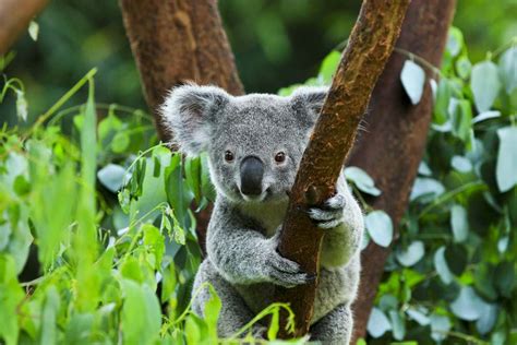 Koala adopteren in Australie - Backpacken in Australie