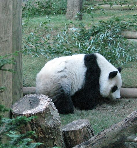 Pandas at the Atlanta Zoo, Georgia - Travel Photos by Galen R Frysinger ...