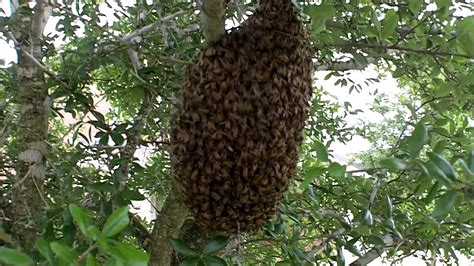 Feral Hives | Learning Beekeeping