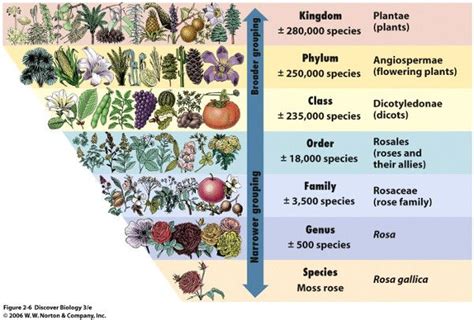 Linnaeus in Your Garden | Piedmont Master Gardeners