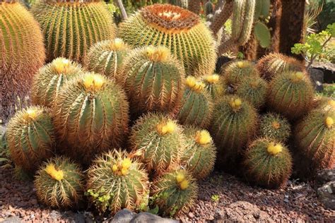 Barrel Cactus (Ferocactus): Types, How To Grow and Care | Florgeous