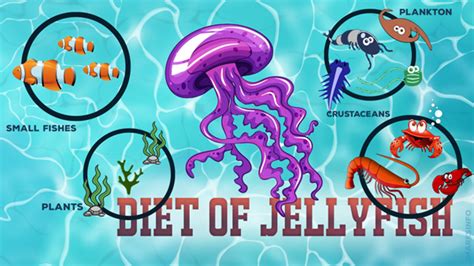 What Do Jellyfish Eat And How Do They Do It? – sharksinfo.com