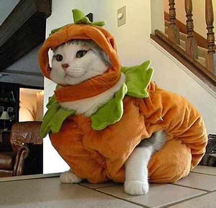 Top 10 Funniest Cats Dressed as Pumpkins