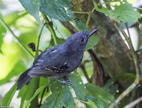 Birds of The World: Antbirds (Thamnophilidae)