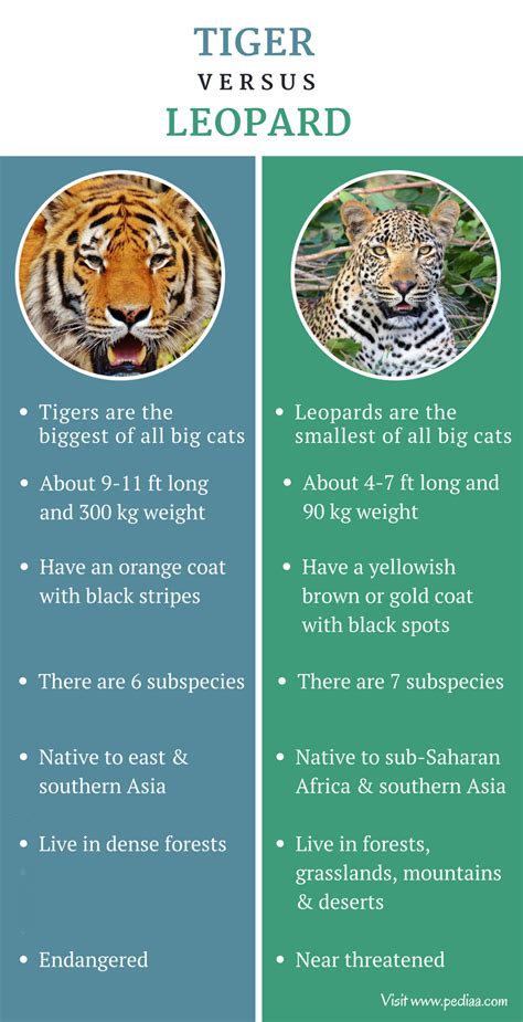 Difference Between Tiger and Leopard | Facts, Features, Behaviour, Comparison