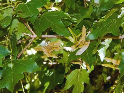 Family: Sapindaceae (soapberry family): Go Botany