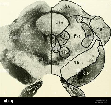 . The brain from ape to man; a contribution to the study of the evolution and development of the ...