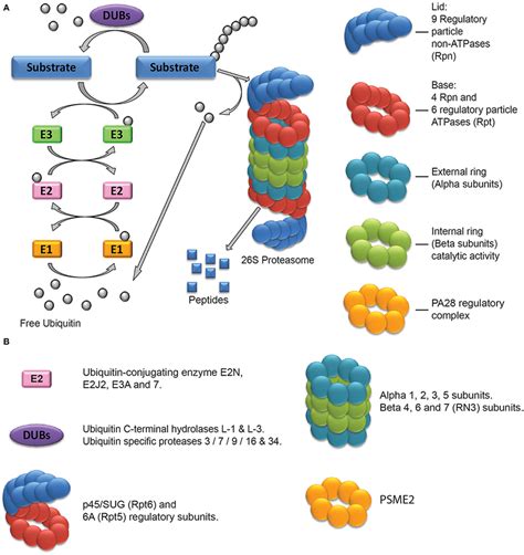 The Ubiquitin Proteasome System and its components regulated after drug ...