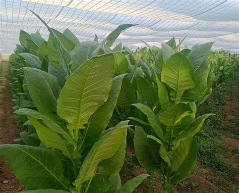 Cuba Headed for Worst Tobacco Crop – Tobacco Reporter