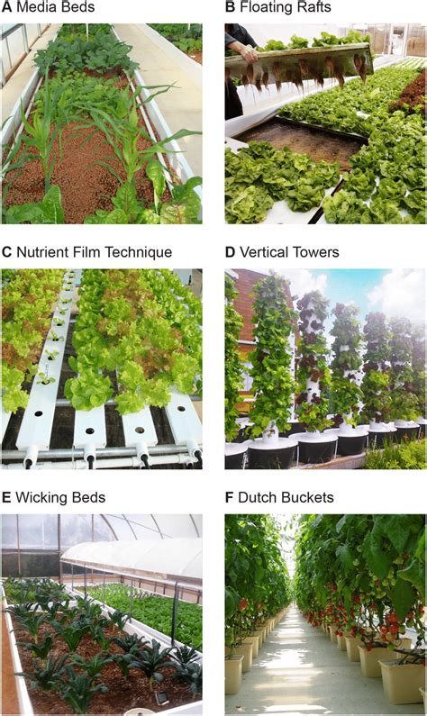 Methods for raising crops in aquaponics. Photos courtesy of Rebecca... | Download Scientific Diagram