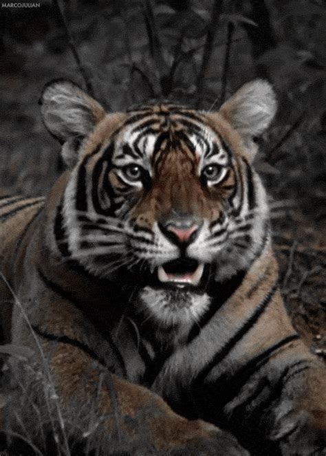 YAWN. ~ | Tiger gif, Tiger roar, Animals