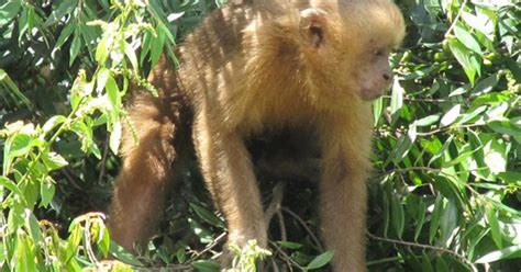 Rare Brazilian monkeys' ingenious snack strategy - CBS News