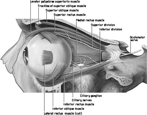 Trochlea Eye