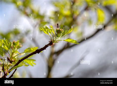 Close Up Branches Crataegus Pinnatifida Var Major Branches Of A Tree At ...