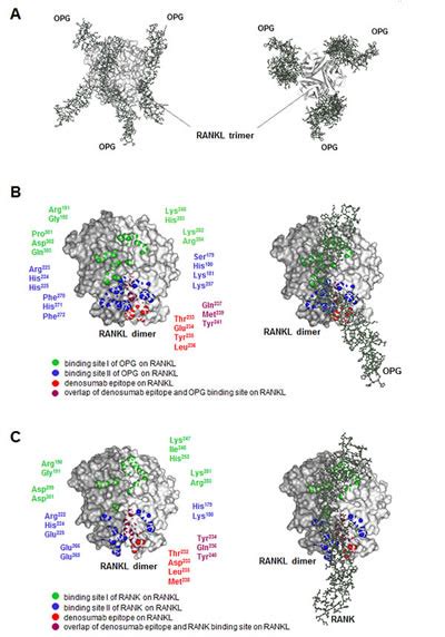 Model of Denosumab, OPG, RANKL | BioSerendipity