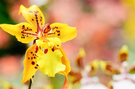 Oncidium Orchids Care and Growing Tips