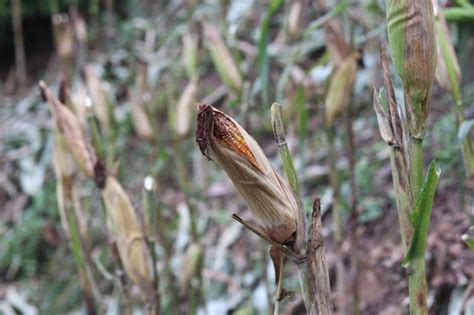 Premium Photo | Corn in the garden