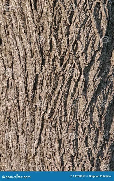 Closeup Of Black Walnut Bark Royalty Free Stock Photography - Image: 24768957