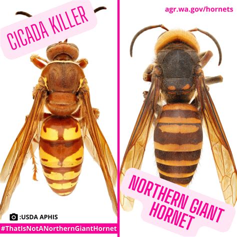 WSDA AgBriefs: Cicada killer frequently mistaken as northern giant hornet