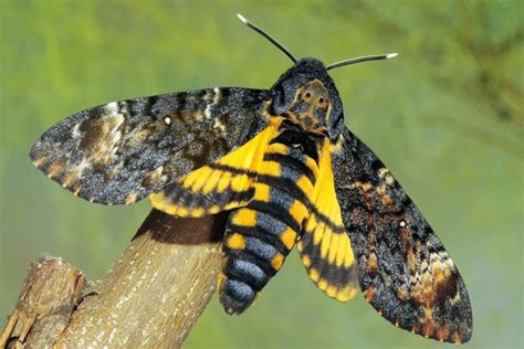 Death Head Moth (Death's-head Hawkmoth) Facts, Diet, Pictures | Deaths head moth, Hawk moth, Atropos