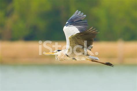 Flying Grey Heron Stock Photo | Royalty-Free | FreeImages