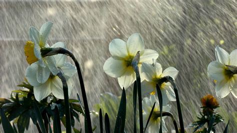 rain, Flowers Wallpapers HD / Desktop and Mobile Backgrounds