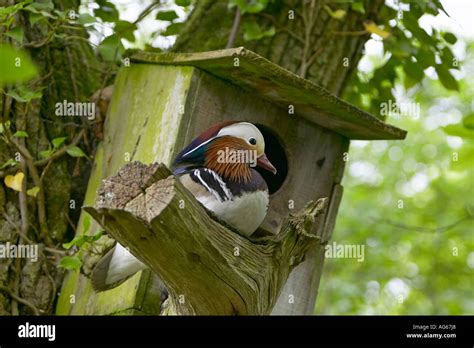 Mandarin duck nest box hi-res stock photography and images - Alamy