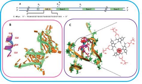 Schematic representation of c-Myc gene promoter structure. (A) Sequence ...