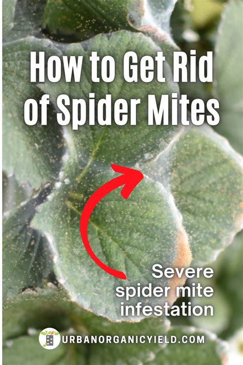 How To Get Rid Of Spider Mites On Indoor Plants - Plants BB