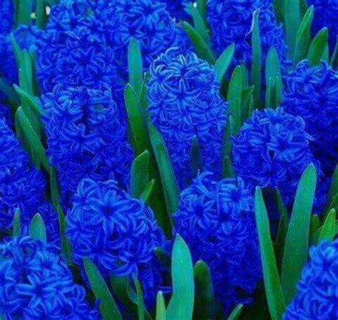 Beautiful Gardens, Lovely, Simply Beautiful, Beautiful Things, Gorgeous, Blue Hyacinth, Lilies ...