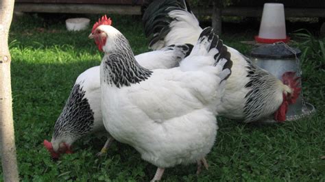 Light Sussex Chicken For Sale - Light Sussex Chickens For Sale At Moonridge Farm Devon : Maybe ...