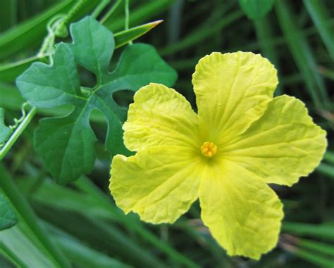 Bitter Melon Flower (Vine) If you live in Fla, these vines will suffocate anything and ...