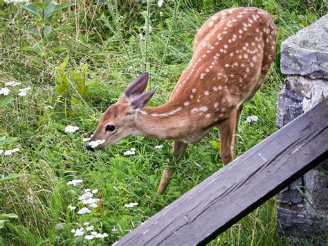 Shenandoah wildlife | Central Florida Photo Ops