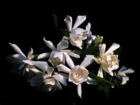 Fresh Cut Gardenia Bouquet Photograph by Deborah Smith