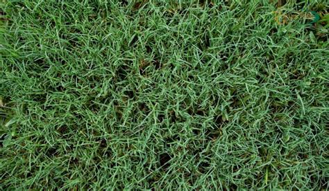 Bermuda Grass vs. Fescue: Which Grass is Better?