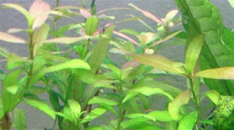 30 Easy Low Light Aquarium Plants for Beginners (Species Guide)