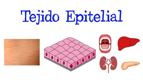 💥 ¿Qué es el Tejido Epitelial? Tipos 💥 Clasificación [Fácil y Rápido] | BIOLOGÍA | - YouTube