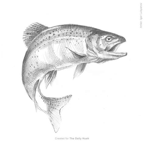 Yesterday I spent an hour of my time giving a new life to my pencil sketch of a trout once ...