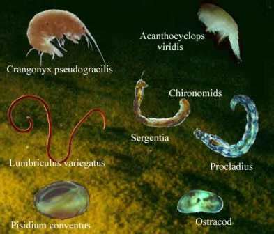 MCQ on Aquatic Microbiology