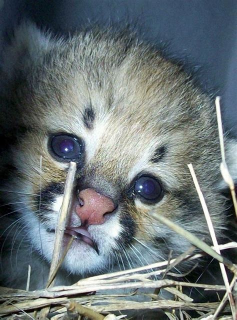 Pampas Cat Kitten born in captivity at Uruguay’s M’Bipicua Breeding ...