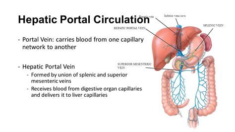 Hepatic portal vein - Medical Yukti