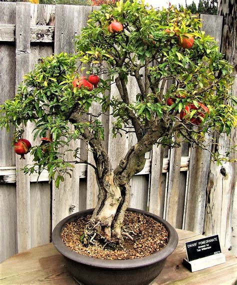 The 10 Best Container Fruit Trees For Your Patio