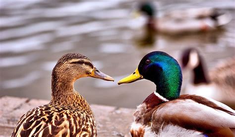 Ducks - Key Information, Facts & Pictures Of Ducks