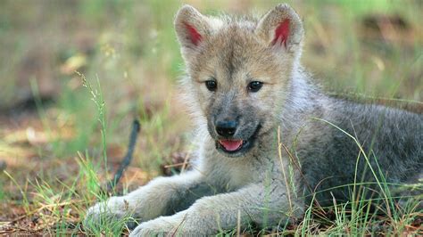 animals, Wolf, Baby Animals, Cubs Wallpapers HD / Desktop and Mobile ...