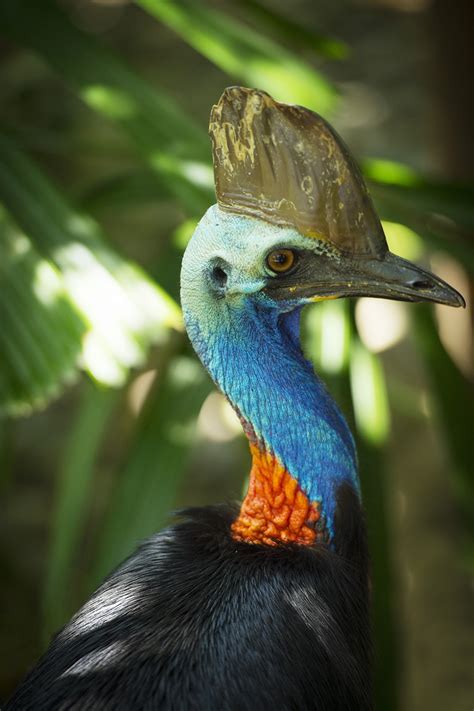 CASSOWARY DAY AT WILDLIFE HABITAT - Jungle Tours